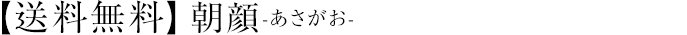 【送料無料】朝顔-あさがお-